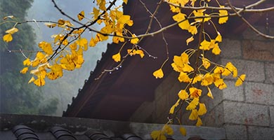 真如婵寺，秋天有约